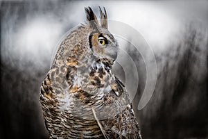 Beautiful Grey horned owl