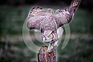 A beautiful grey horned owl