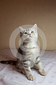 Beautiful grey kitten. British shorthair cat.