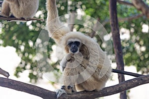 Beautiful Grey Langur Monkey on a branch looking at the camera