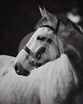 Beautiful grey mare horse in bridle in forest