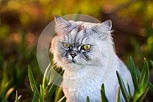 Beautiful grey persian chinchilla cat with big green eyes. Cat sitting in the grass outdoors
