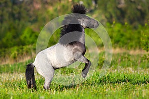 Beautiful grey pony