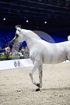 Beautiful grey purebred arabian horse posing at  manege at competition