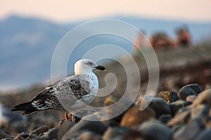 Beautiful grey seagull standing on a pebble sea beach on the background of a group of people chilling out on the sea shore. Scenic
