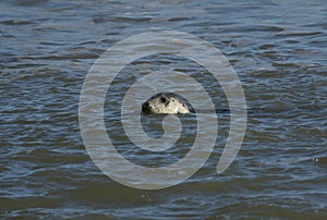 A beautiful Grey Seal, Halichoerus grypus, poking its head out of the sea.