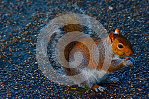 A beautiful grey Squirrel on the ground