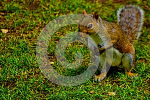 A beautiful grey Squirrel on the ground