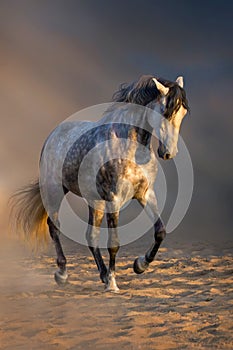 Beautiful grey stallion dressage