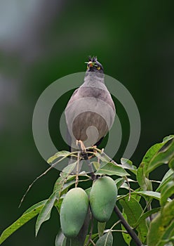 A Sturnidae on a Mango tree.