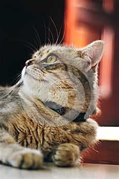 Beautiful grey tabby cat with collar loking slightly up