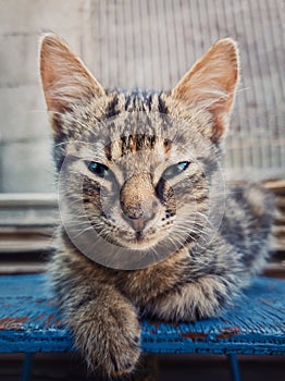 Beautiful grey three months kitten posing outdoors like a sphinx. Adorable young cat portrait looking sneaky to camera, beautiful