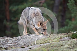 Beautiful grey wolf