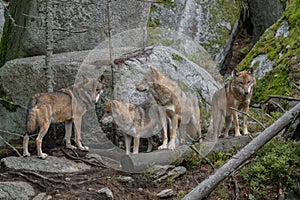 Beautiful grey wolf