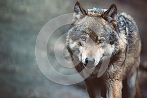 Beautiful grey wolf close-up portrait