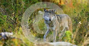 Beautiful grey wolf smells after food in the grass