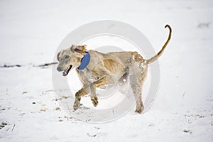 A beautiful greyhound dog chasing prey in the snow.