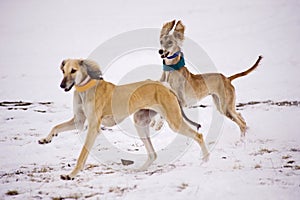 A beautiful greyhound dog chasing prey in the snow.