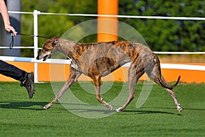 Beautiful greyhound on dog show at summer