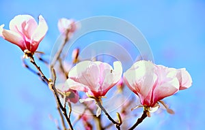 Beautiful groats of jutons of pink magnolia flowers on a sunny day