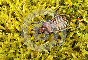 Beautiful ground beetle Carabus ullrichii