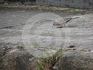 A beautiful Ground Dove Columbina nesting on the ground