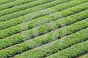 Beautiful groundnut field - background