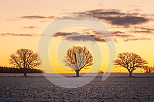 A beautiful group of bare oak trees near the horizon. Early winter landscape during the sunrise.