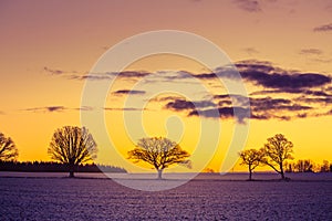 A beautiful group of bare oak trees near the horizon. Early winter landscape during the sunrise.