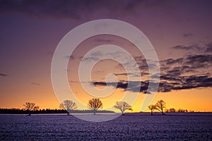 A beautiful group of bare oak trees near the horizon. Early winter landscape during the sunrise.