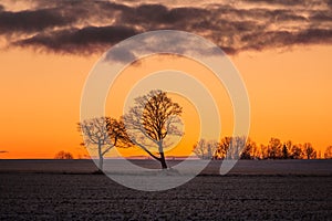 A beautiful group of bare oak trees near the horizon. Early winter landscape during the sunrise.