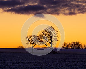 A beautiful group of bare oak trees near the horizon. Early winter landscape during the sunrise.