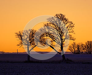 A beautiful group of bare oak trees near the horizon. Early winter landscape during the sunrise.