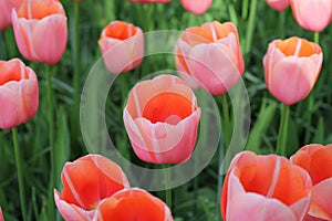 A beautiful group of bicoloured tulips in the garden in spring