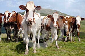 Beautiful group of cows (bos primigenius taurus) photo