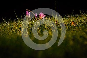 Beautiful group of crocuses in the grass shot in a lightspot photo