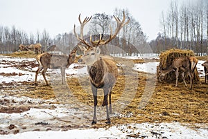 Beautiful group of deer with a male adult red deer, stag or hart, with big horn