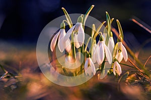 Beautiful group of dewdrops in the grass shot in a lightspot at the beginning of the spring photo