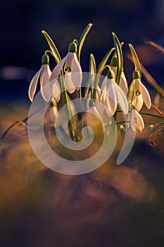 Beautiful group of dewdrops in the grass shot in a lightspot at the beginning of the spring shot in portrait orientation photo