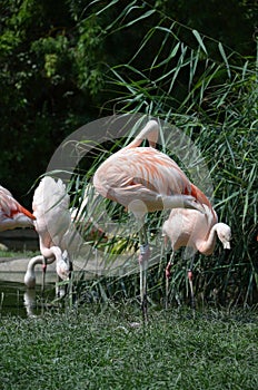 Beautiful group of flamingos with their long necks