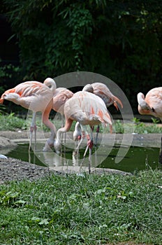 Beautiful group of flamingos with their long necks