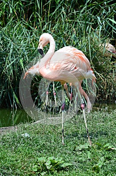 Beautiful group of flamingos with their long necks