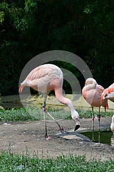 Beautiful group of flamingos with their long necks