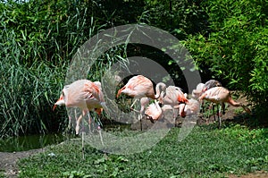 Beautiful group of flamingos with their long necks