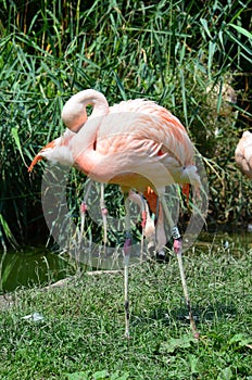 Beautiful group of flamingos with their long necks