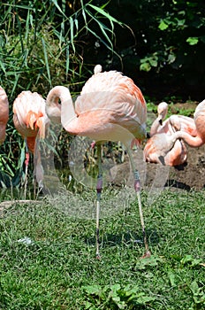 Beautiful group of flamingos with their long necks