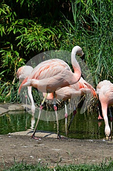 Beautiful group of flamingos with their long necks