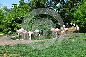 Beautiful group of flamingos with their long necks