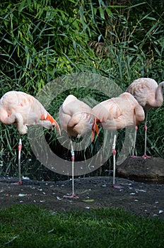 Beautiful group of flamingos with their long necks