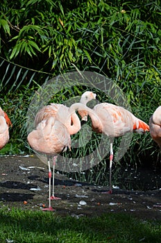 Beautiful group of flamingos with their long necks